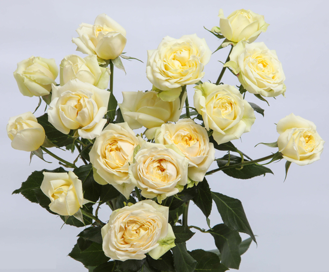 ROSE BR. JULIETA CREAM 50
